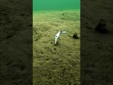 Since it’s getting cold everywhere, here’s a reminder to have a @YoZuri 3DB Shad tied on ❄️🥶