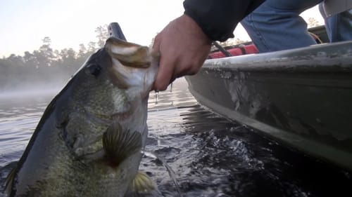 Froggin For Trophy Bass - Top Water Bass Fishing