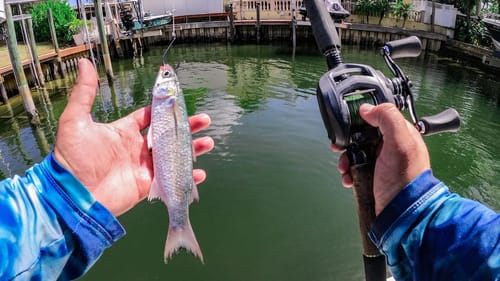 Catching HUGE Fish With Live Mullet Fishing Saltwater Canals