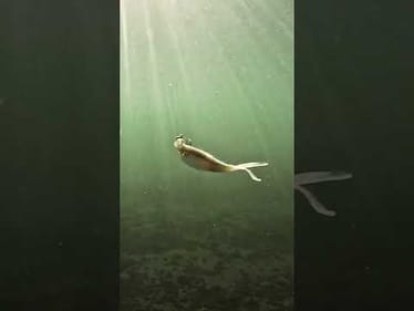 Who else catches giants on a BIG minnow?? 🤯🙋🏽‍♂️ Featured Product: Deps 8” Sakamata Shad