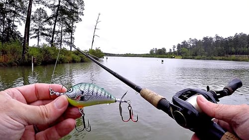 Topwater Fishing in the Rain!