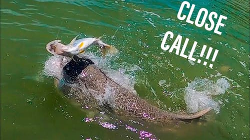 Fishing the EVERGLADES (SHARKS EVERYWHERE)