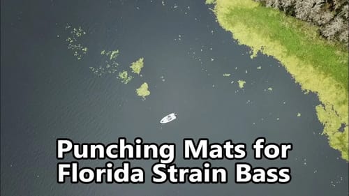 MONSTER Florida Strain Bass Lurking in the MATS! Fishing With Guide Tony Summers
