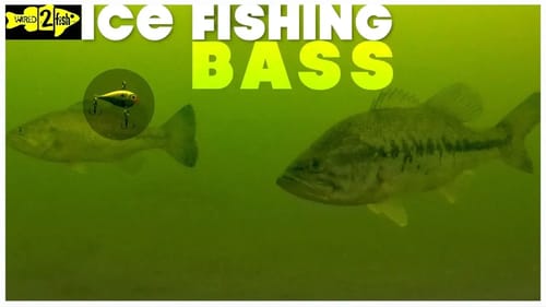 How to Ice Fish Largemouth Bass with Rattle Baits