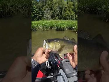 Summer Swim Jig Fishing For Bass