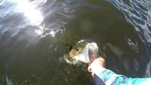 Snook Fishing Bridges, Docks and Walls