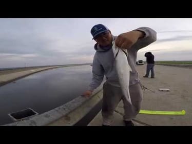 Tough Bite on the California Aqueduct
