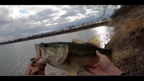 This is the FISH I've been Chasing After!!