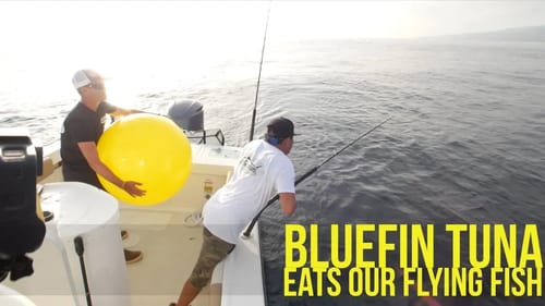Fishing for Bluefin Tuna with Plastic and Real Flying Fish