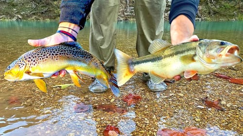 Exploring HIDDEN BACKWOODS RIVERS for RARE Fish!!! --Ozark River Fishing [The Movie]