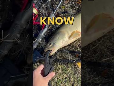 Catching the Elusive Fish #fishing