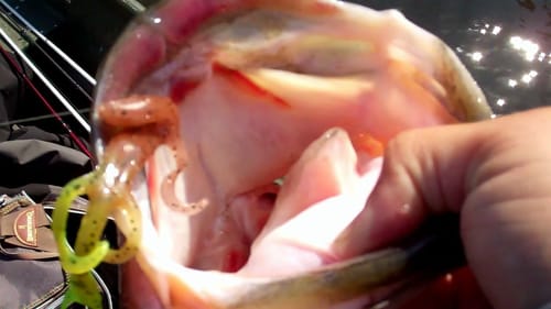 Lizard Bass Fishing. Big Bass Crushes Lizard at the Surface.