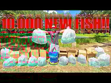 My Backyard Pond is DEAD!! Stocking 10,000 NEW Fish to Bring it Back to Life!