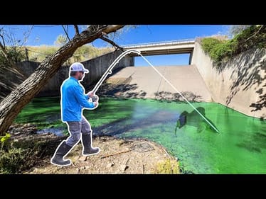 I Found a GIANT Fish living in a TINY CREEK!!!