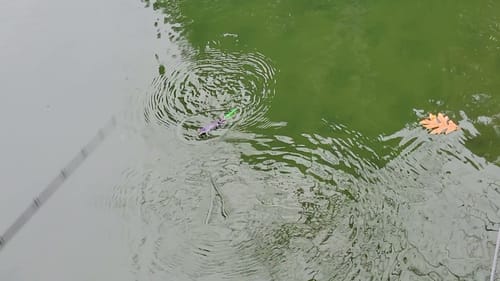 Swimbait Review: Bull Shad Soft Tail