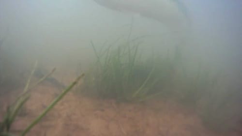 Bedding Bass Behavior "Paired Up"