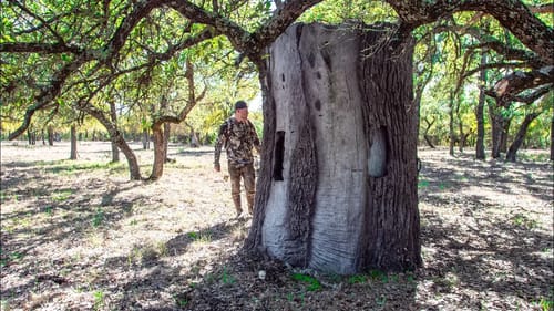 Deer Hunting from a GIANT TREE STUMP!