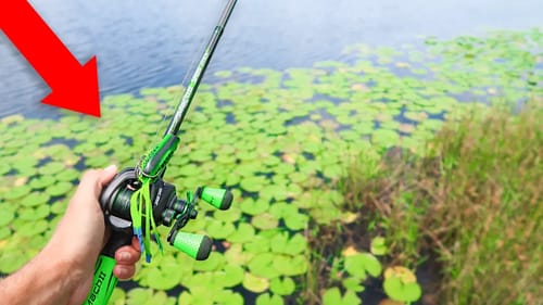 Fishing TOPWATER for BASS in PADS (Pond Fishing)