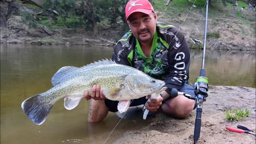 MURRAY COD FROM PRISTINE AUSSIE WATERWAYS