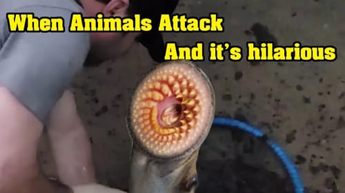 When Animals Attack: LAMPREY EELS