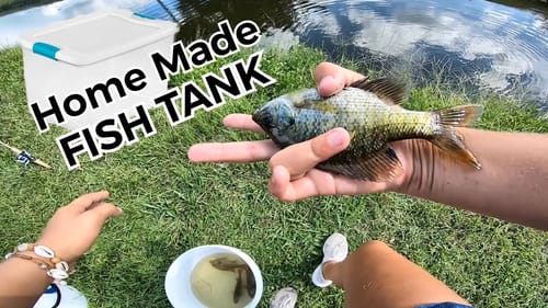 Inexpensive Homemade Fish Tank with Wild Caught Fish - Hilary Martin
