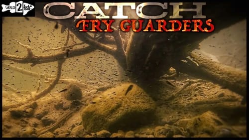 How to Catch More Fry Guarders from Dock Posts