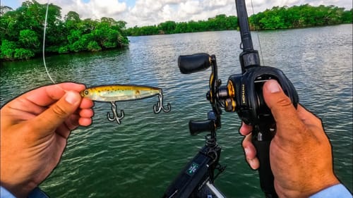 Catch Big Fish on Saltwater Islands in The Florida Everglades