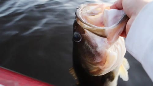 Bass Fishing Flood Waters Tactics