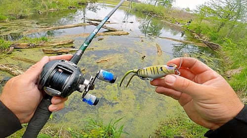 Catching my BIGGEST BASS of the Year on a Frog!!! (Pond Fishing)