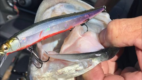 Why Some Bass Are Uncatchable…Unless You Use THIS Technique…