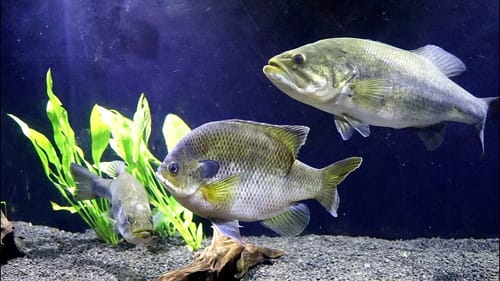 Pet Bass are Getting a New Home