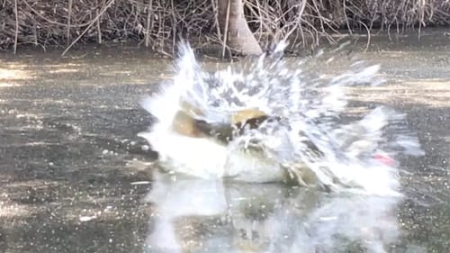 Frog Fishing out of my Wilderness Systems Kayak (Radar)