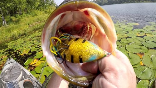 Having A Blast With Frog Bass!