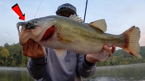 BIG Bass on Chickamauga! Fall Bass Fishing Has Begun!!