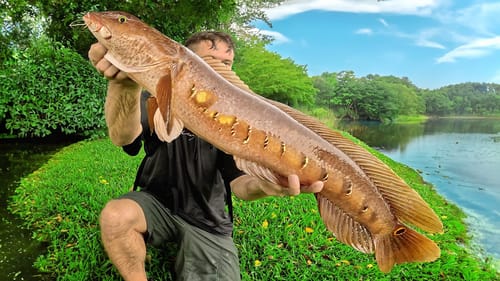 Snakehead Fishing in Florida