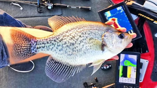 Catching BIG CRAPPIE on Lake Guntersville in River Current! (MONSTERS)