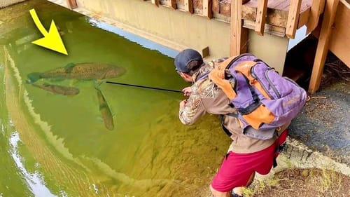 My DREAM FISH is under a CITY BRIDGE!!! (CLEAR WATER)