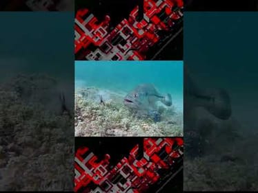 😎 This Jig Fools The Giant Bass 😎