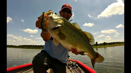 9 lb 8 oz Bass Caught on the Jackall Gantarel Jr - Swimbait Bass Fishing