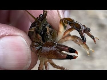 Only Use Crawdad Imitating Lures In THESE Situations…
