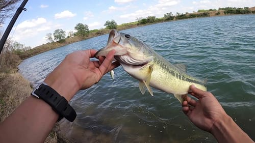 Non-Stop Reaction Fishing (Squarebills and Chatterbaits for Aggressive Spring-Time Bass)