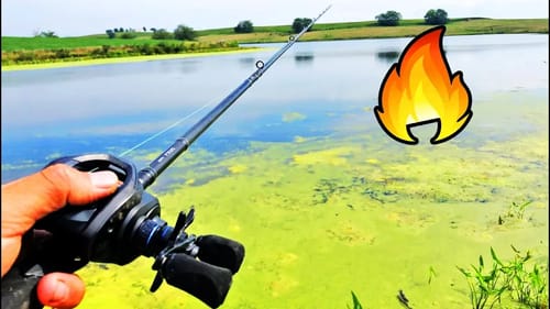 LOADED Pond Is FIRE! (Bank Fishing For Big Bass)