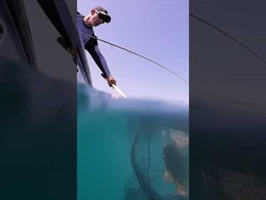 Underwater Footage MLF Invitationals Detroit River #shorts #bassfishing #detroitriver #bigbass