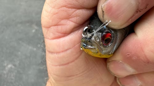 You Can’t Believe How Many Shallow Summer Bass This Lures Catches…