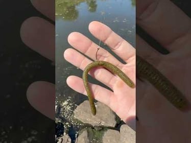 Wacky Rig vs Spillway! #fishing
