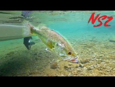 INSANELY CLEAR WATER Finesse Fishing (Never Stop Tour Pt. 9)