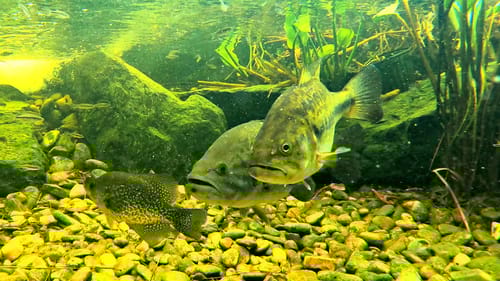 My Pet Bass are Spawning!