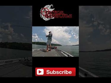 🔥 This Bait Gets Bit Over And Over! 🔥
