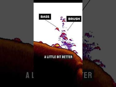 Bass in a Brush? Look for solid arches on 2D sonar