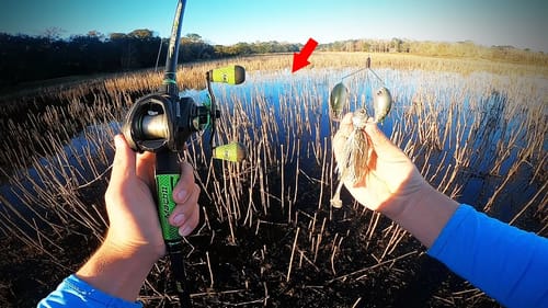 WADE FISHING For AGGRESSIVE FISH (Record Day!)